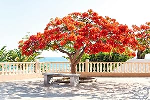 CZ GRAIN 25 Seeds Delonix regia - Royal Poinciana Flamboyant Flame Tree