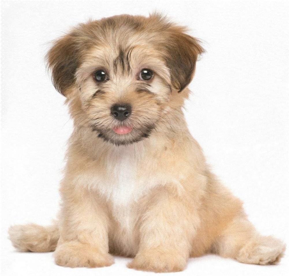 cutest havanese