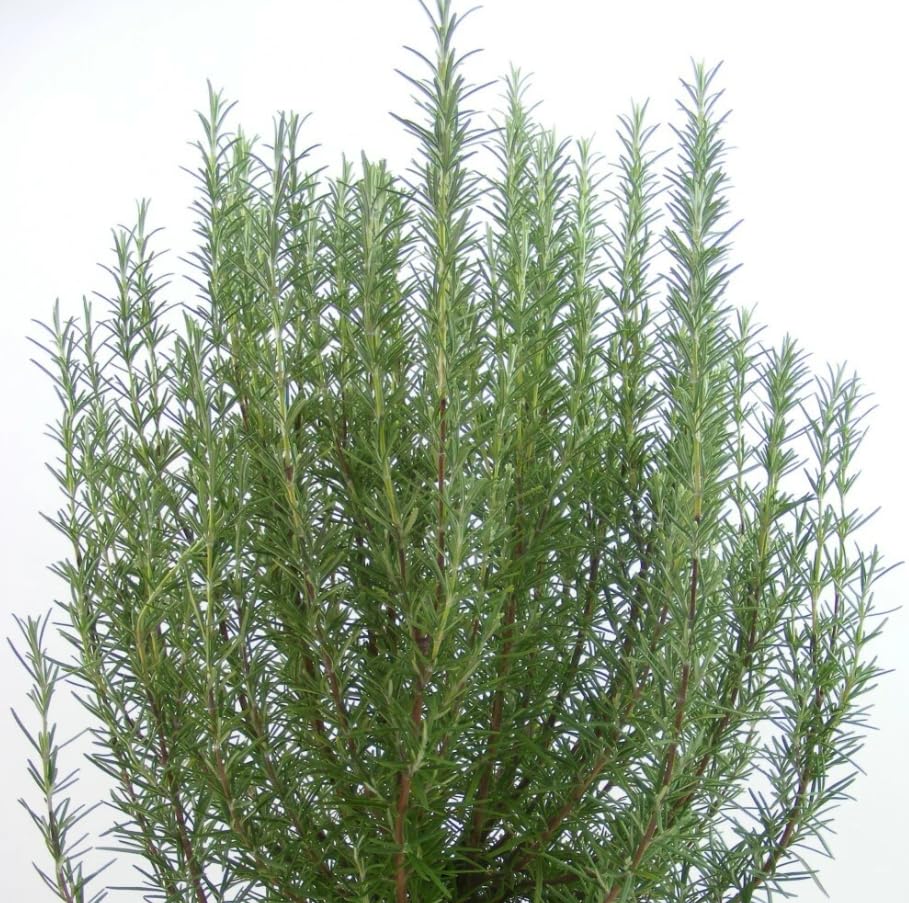 Moc Nursery 3 Cold Hardy ARP Rosemary Plants - Culinary Herb Seedlings with Fragrant Blue Flowers, 3-6 Inch Tall, Bare-Root Ship No Pot