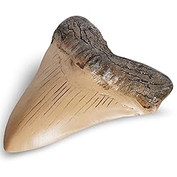 Fossilized Teeth and Claws of Various Prehistoric