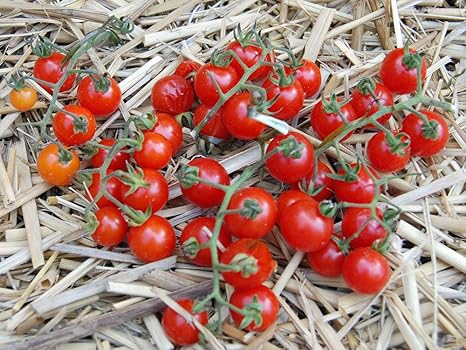 Amazon Co Jp Seed Heirloom Tomato Matt S Wild Red Currant エアルーム トマト マッツ ワイルド レッド カラント 15 Seeds Specie 原種系 原種トマト ホーム キッチン