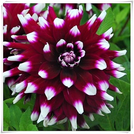 Amazon ダリア球根園芸植栽 ダリアのタネ 管理が簡単で 自然の美しさを植えるための明るいフラワーポット 6 球根 赤 花