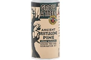 Ancient Bristlecone Pine | Tree Seed Grow Kit | The Jonsteen Company