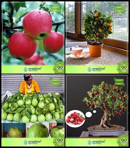 BloomGreen Co.. Las Semillas de la Planta Co BloomGreen Combo de ...