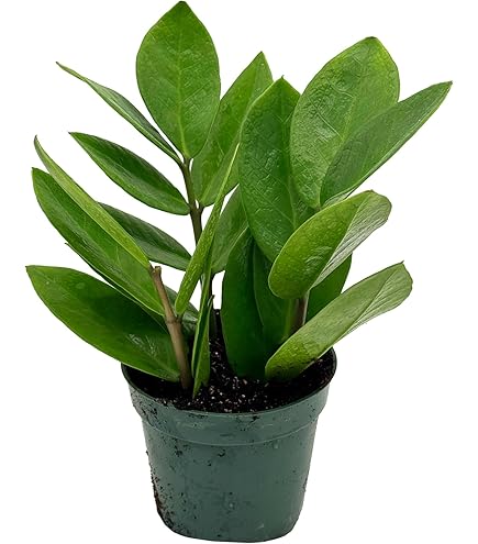 flower seeds sunflower Medzmama