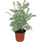 Botanica la Marina Ruda Plant Common Rue Ruta graveolens Herb of Grace 5 to 7 inches Tall, green
