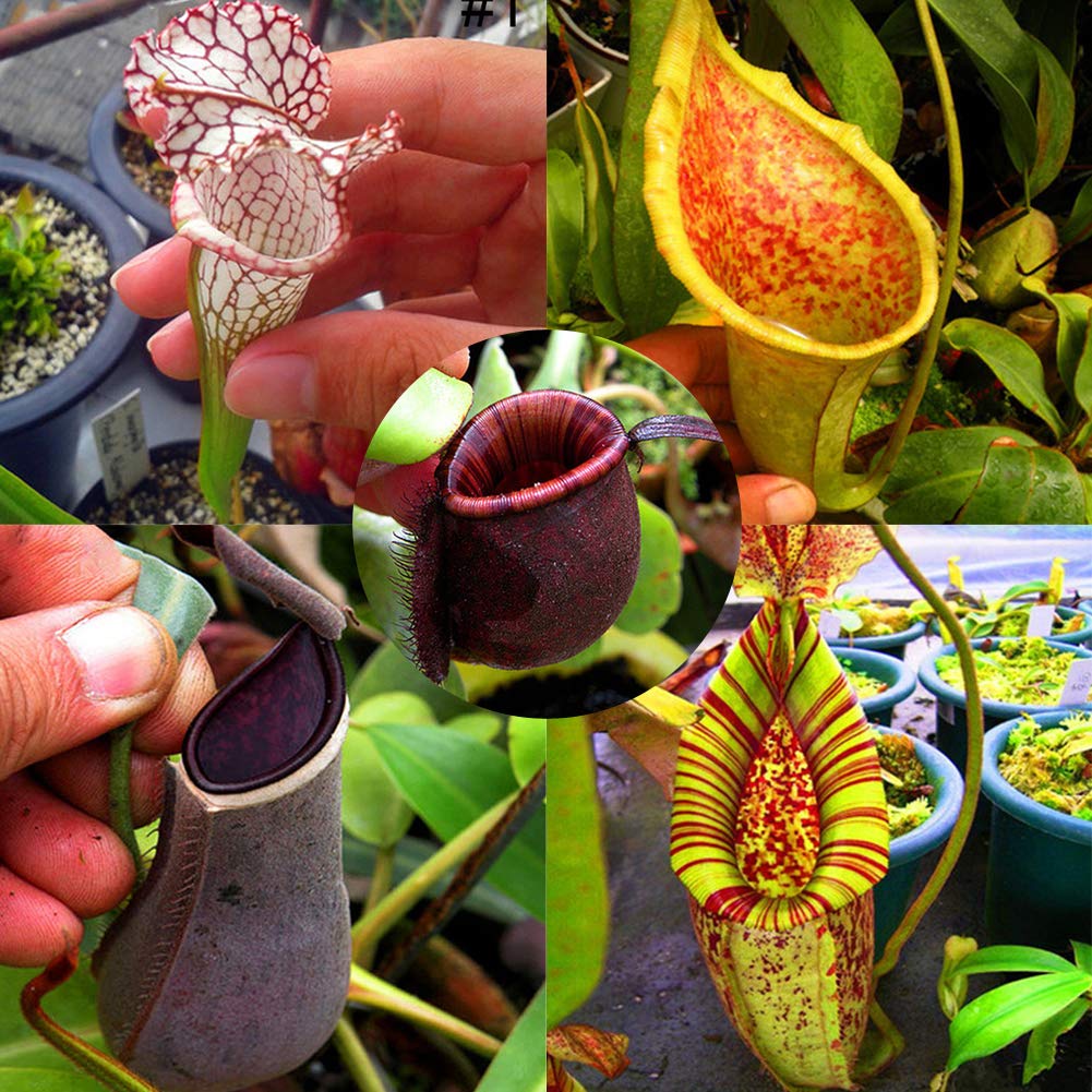 Mua Carnivorous Plants Fly Trap Nepenthes Seeds Epenthes Carnivorous