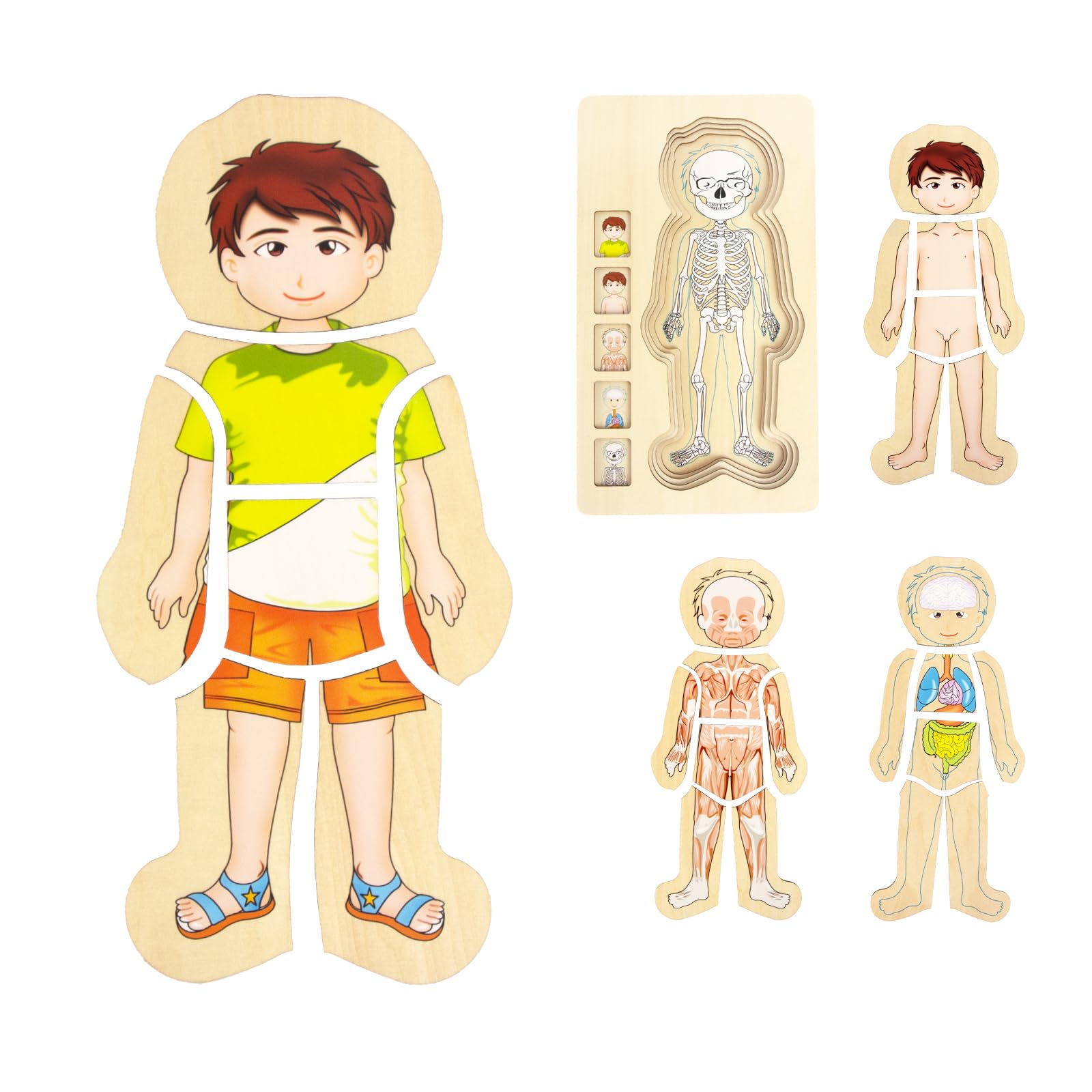 WOODENFUN Human Body Puzzles for Kids 3-5,Wooden Montessori Anatomy Play Set, Human Body Model Puzzle for Preschoolers and Kids Ages 3+ (Boys)