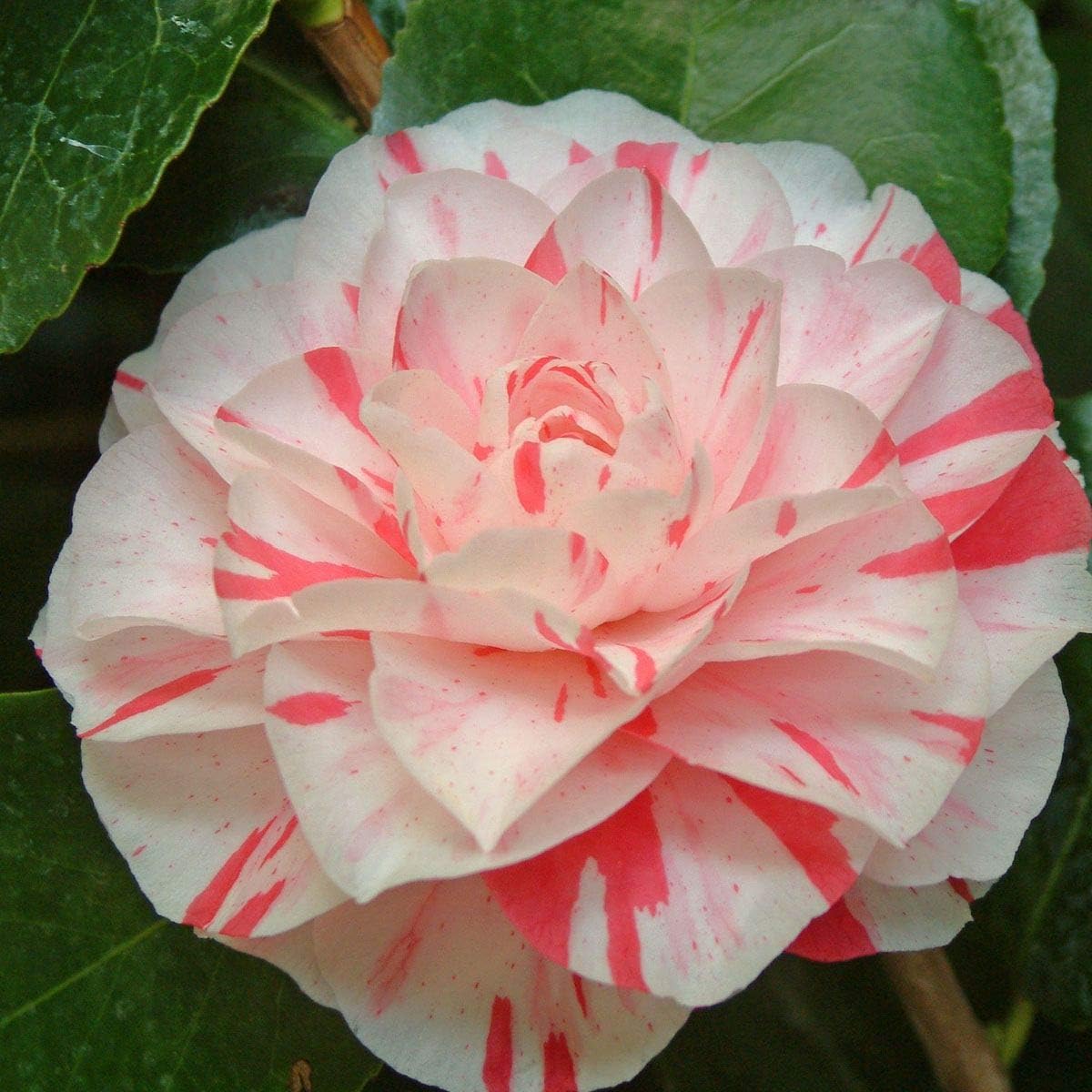 Camellia Japonica Contessa Lavinia Maggi, Rose of Winter