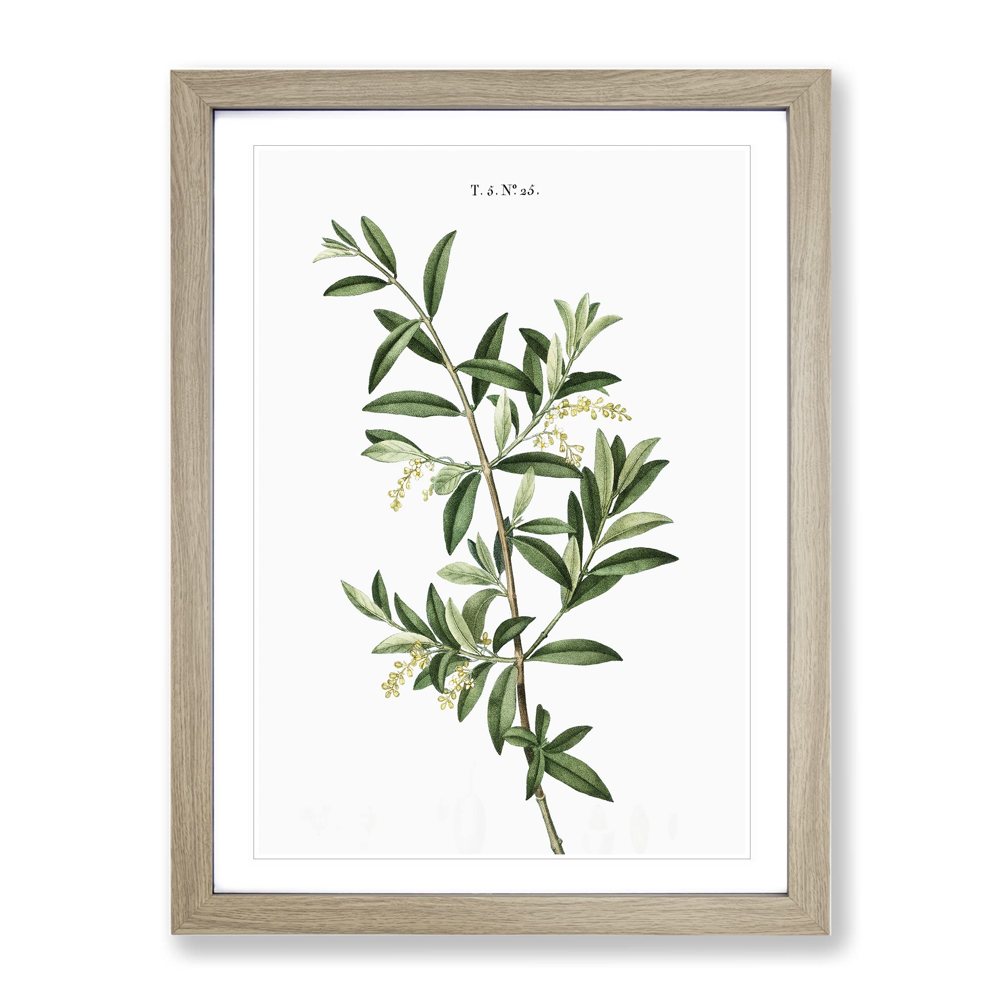 Green Olive Tree By Pierre Joseph Redoute Vintage Framed Wall Art Print, Ready to Hang Picture for Living Room Bedroom Home Office Décor, Oak A4 (34 x 25 cm)