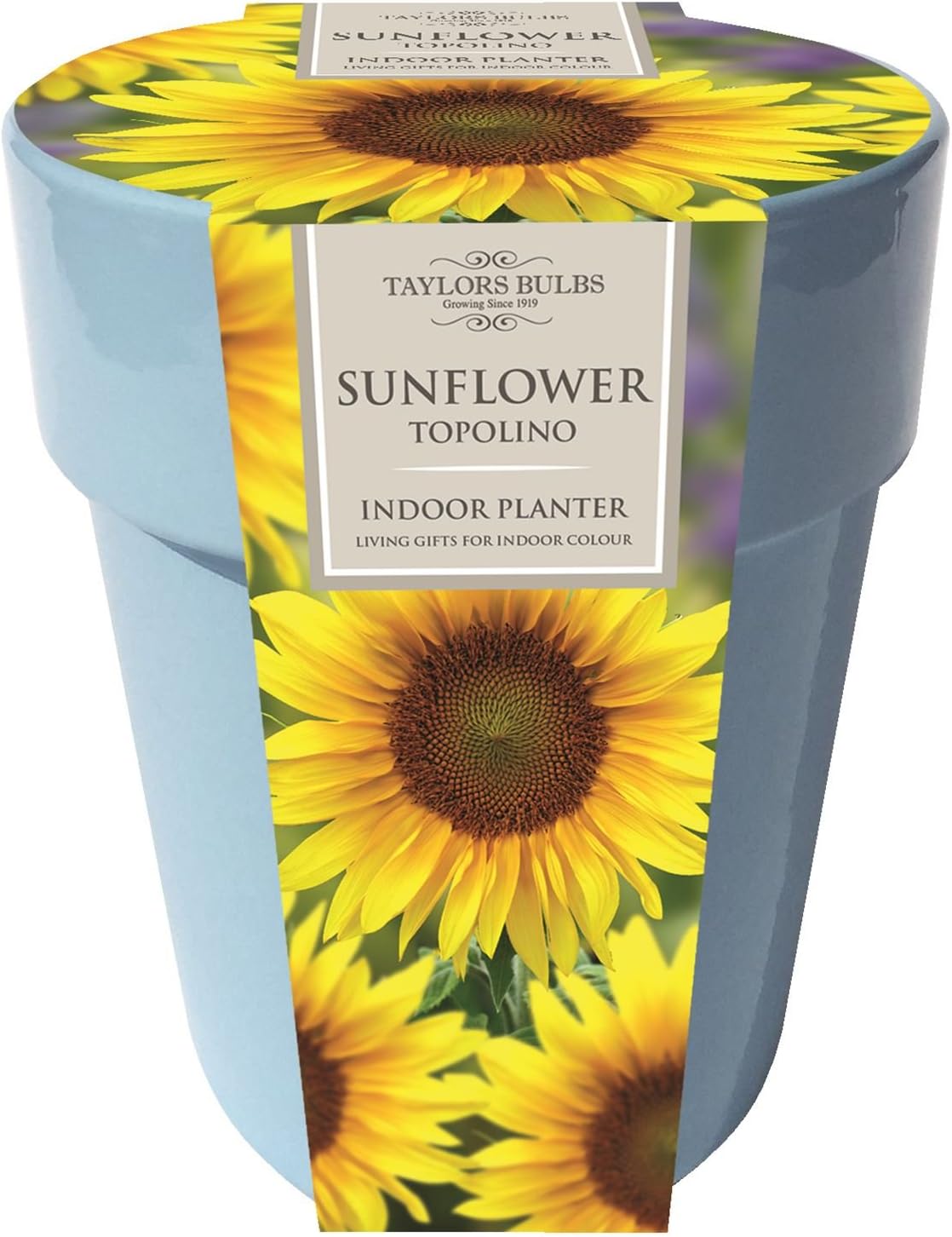 Indoor Sunflower Gift Planting Kit. Mothers Day Gift Amazon.co.uk