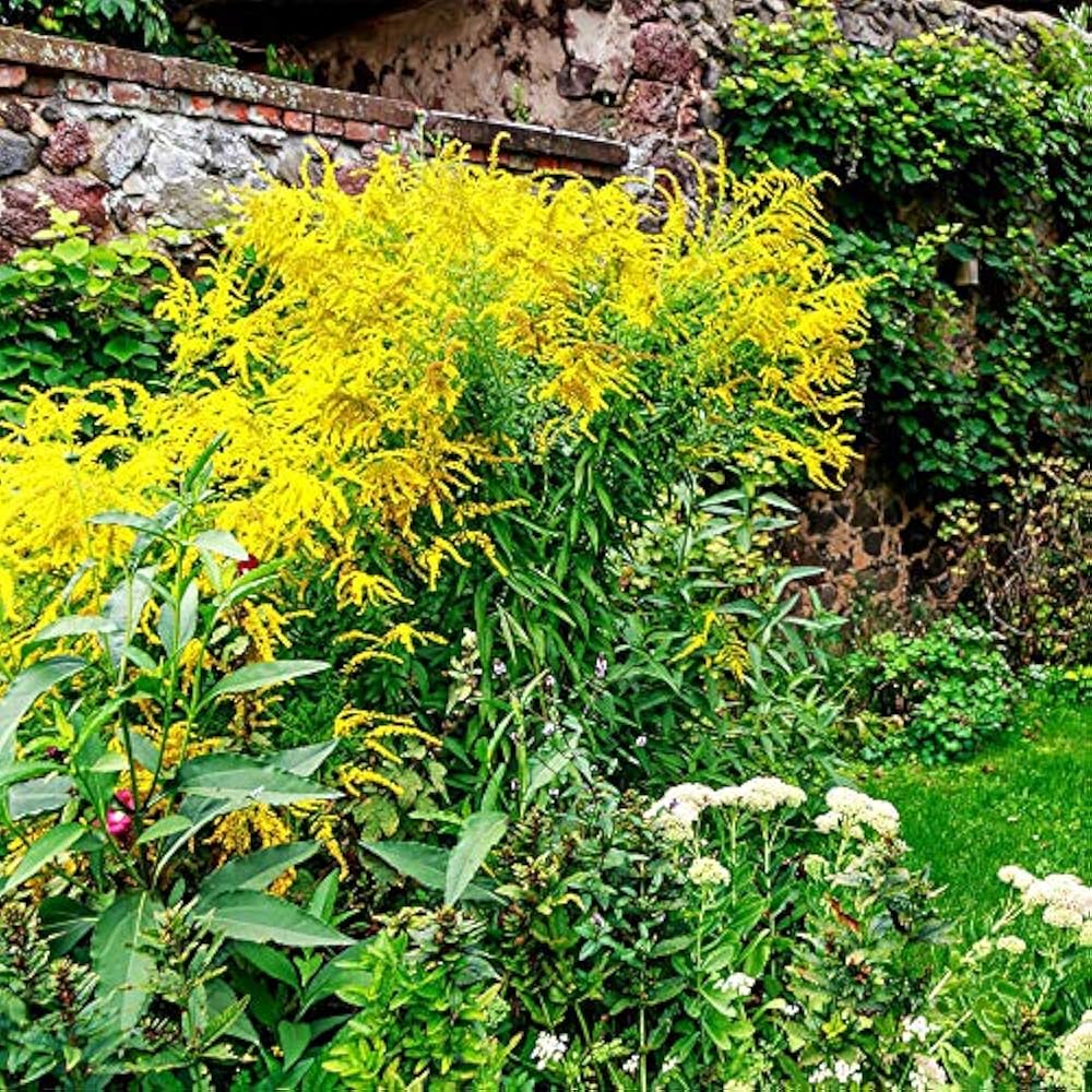 Solidago Goldenrod Herb " Flower Seed 5000 Seeds Garden Outdoor eBay