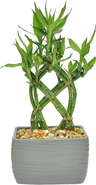 Amazon Com Costa Farms Lucky Bamboo Live Indoor Tabletop Plant In Modern Home Decor 5 Inch Brown Black Ceramic Planter Garden Outdoor