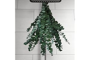 25 PCS Dried Eucalyptus Stems for Shower Hanging, 100% Made from Fresh Leaves, 17” Preserved Eucalyptus for Vase Filler, Wedd