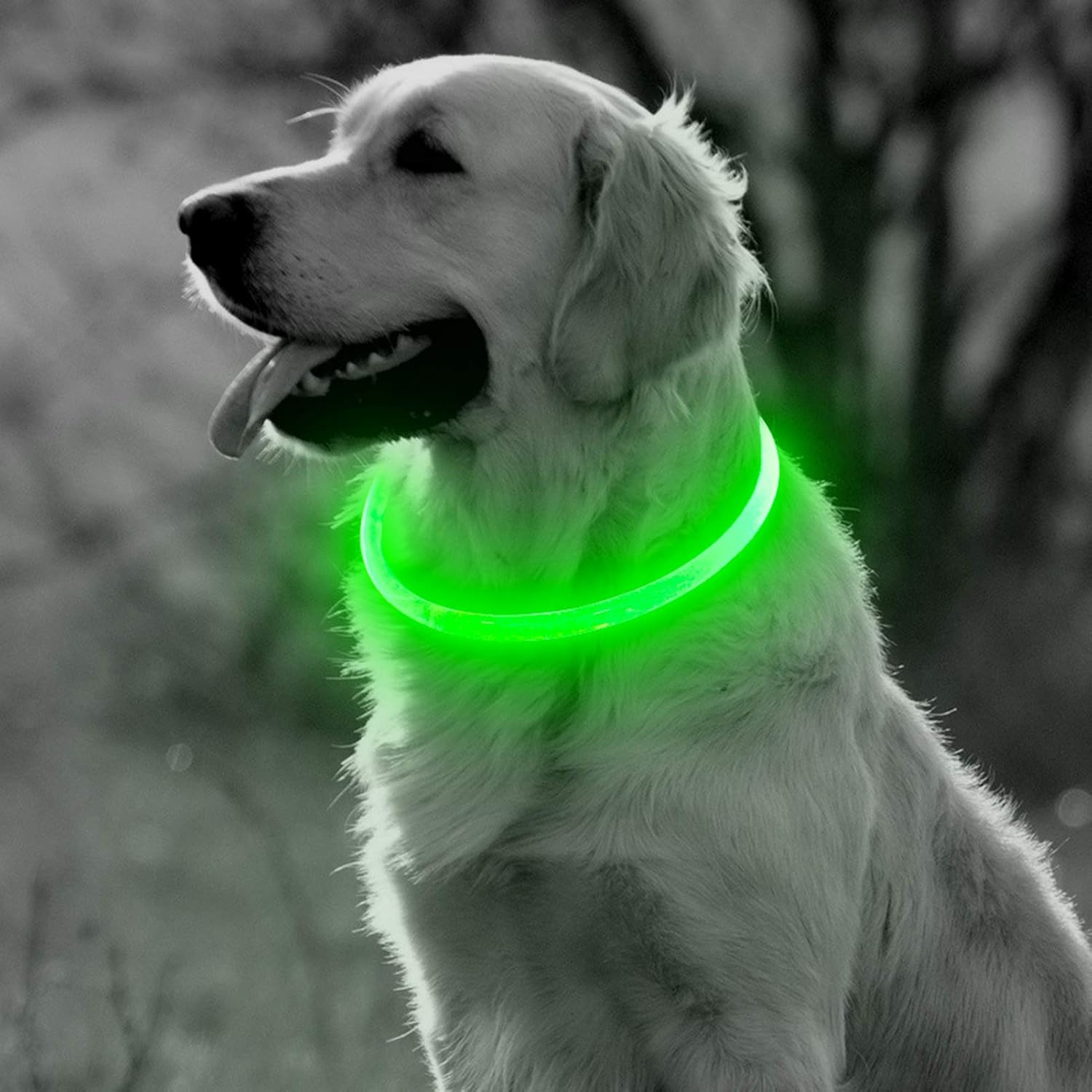 glow collar
