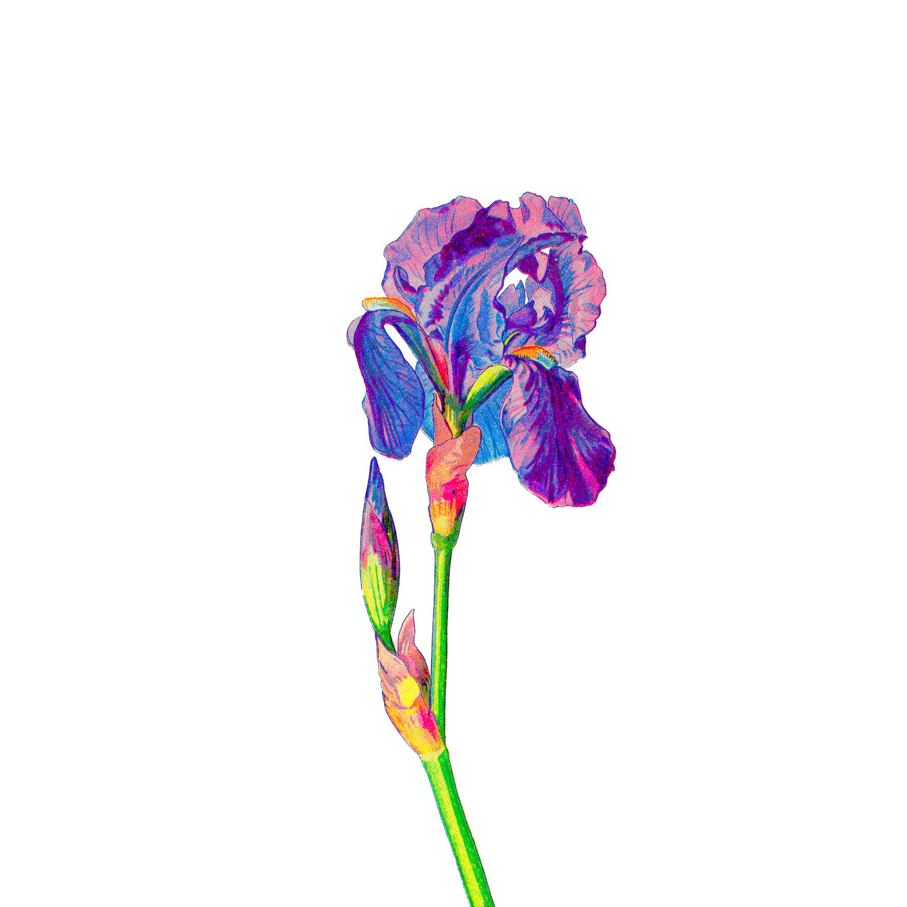 Vintage Bright Botanicals Iris Large Canvas Wall Art Print