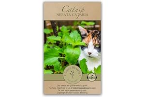 Gaea's Blessing Seeds - Catnip Seeds - Non-GMO Heirloom Seeds Nepata Cataria Open-Pollinated - with Easy to Follow Instructions - 90% Germination Rate