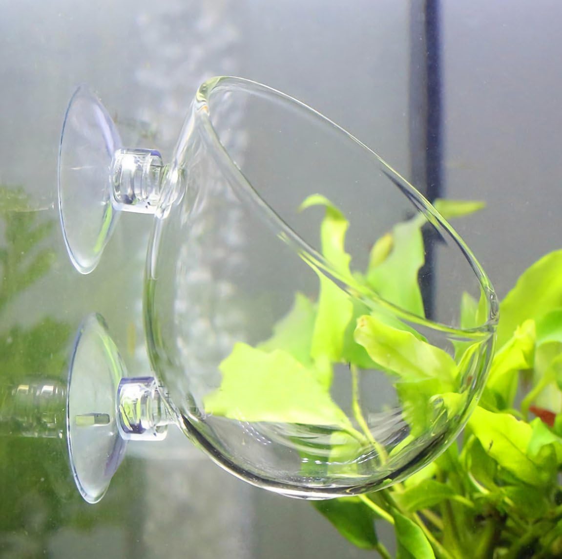 Amazon Srrabbit 水草ポット グラスポット 水草 植木鉢 水槽 アクアリウム 取付簡単 ガラス製 1個 Srrabbit 水槽 通販