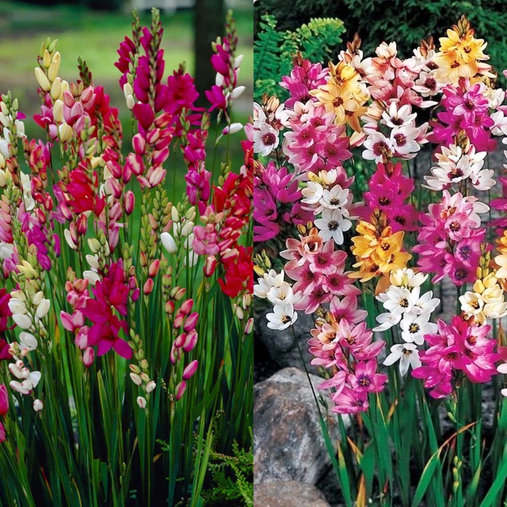 15 Ixia Mixed- Bunches of Star Shaped Flowers—Perfect for Balcony, Window, Office Plant- Great Indoors- Also Called Corn Lilies- for Your Colourful Garden.
