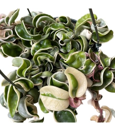 Amazon.com : Hoya Pot of Gold - Inner Variegated Hoya Latifolia