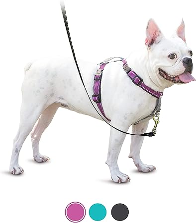 sled dog harness amazon