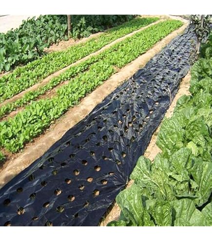 Farm Plastic Supply Black Polyethylene Mulch Film – Custom Lengths 100-4000ft