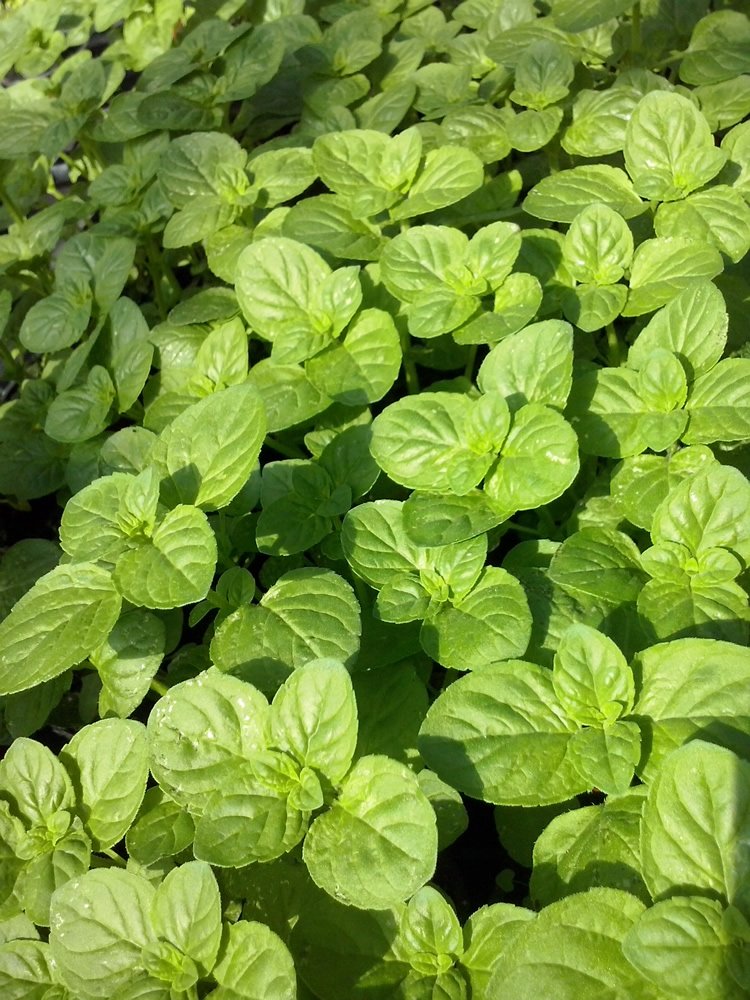 Pick 'n' Mix Mint Herb Plants - Huge Selection from Award Winning Nursery (Japanese)