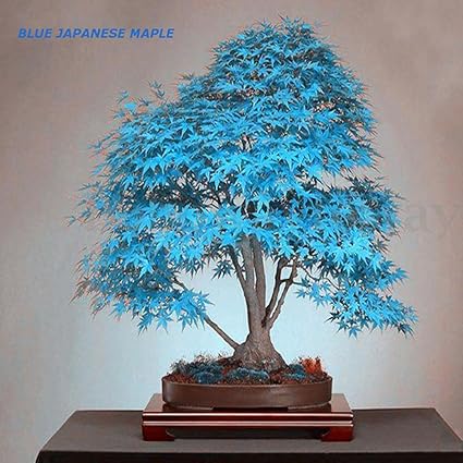 Plants Seeds Bulbs Japanese Maple Tree Bonsai Seeds Acer Palmatum Atropurpureum Plant Garden 30pcs Home Garden