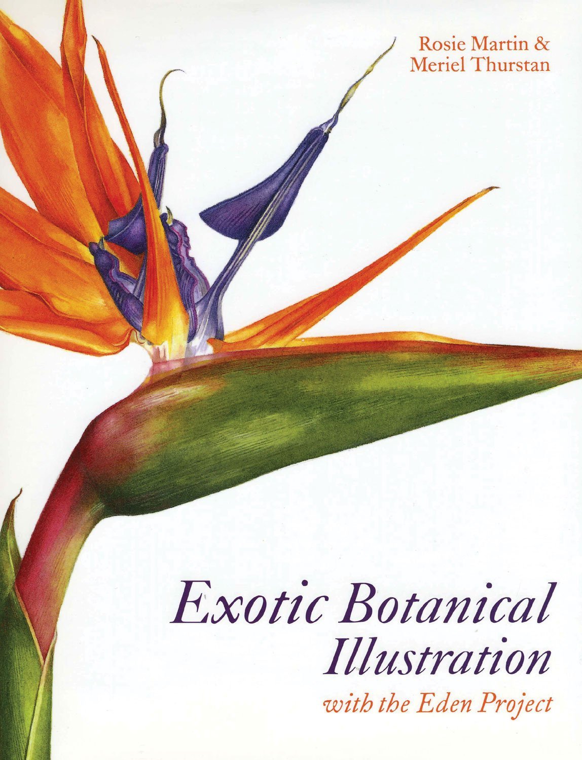 Exotic Botanical Illustration With The Eden Project Rosie - 