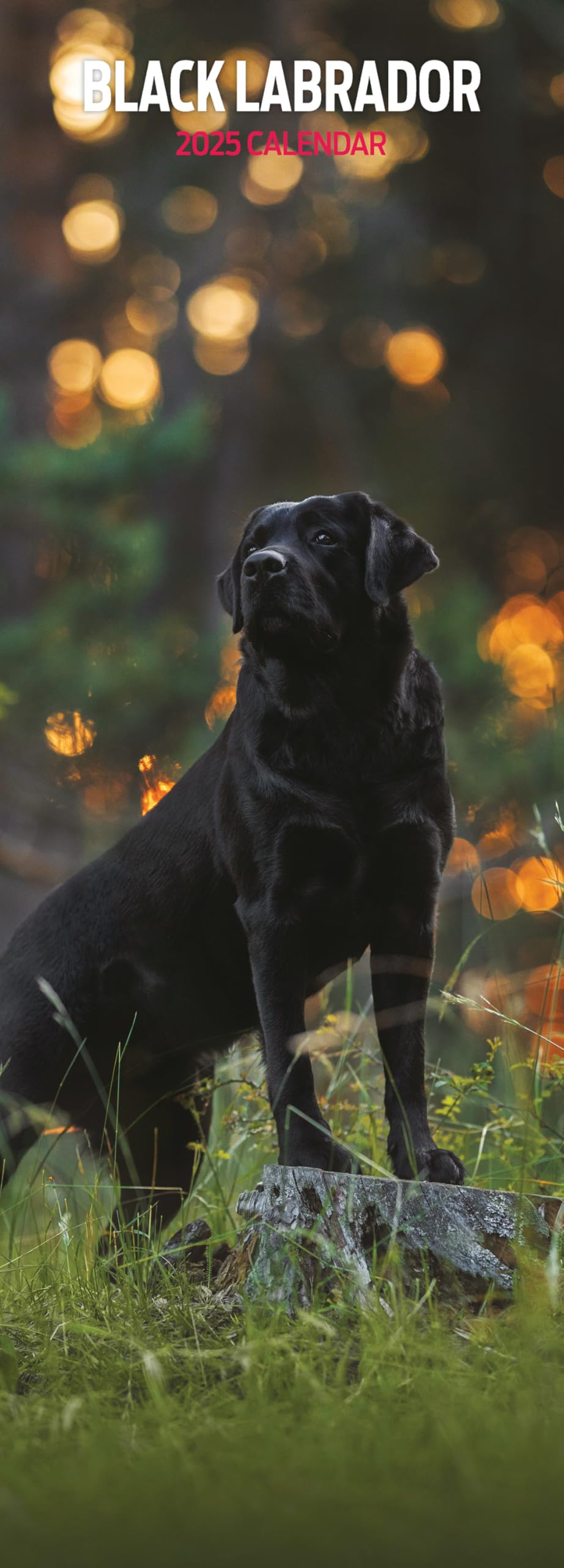 Labrador Black 2025 Slim Calendar