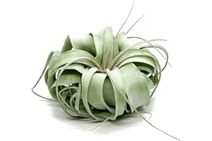 ragnaroc Live Air Plant - Tillandsia Xerographica, Jumbo 6-9” – 1 ct - Ideal for Gifts & Presents, Live Indoor Plants & Live House-Plants – Live Plants for Home décor