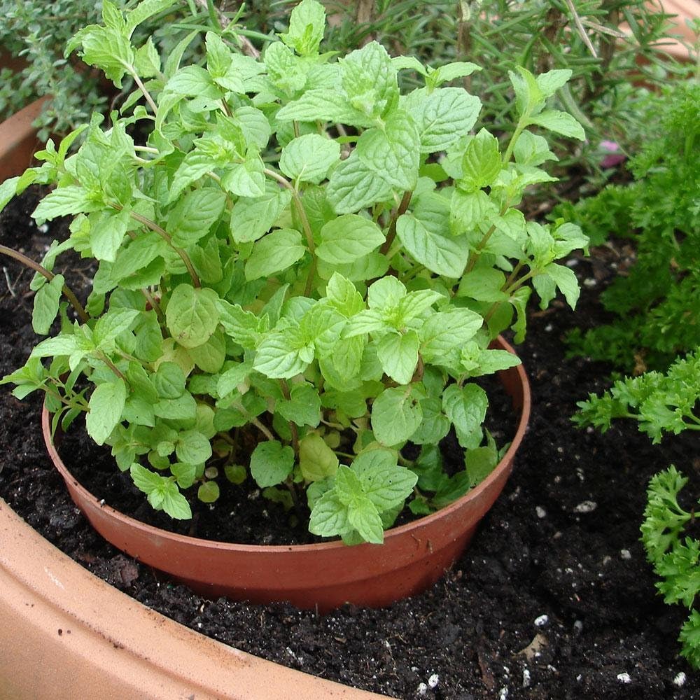 Peppermint Mint Herb Plants- Non GMO- Two (2) Live Plants - Not Seeds -Each 4"-7"tall- in 3.5" Pots