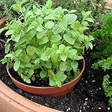Peppermint Mint Herb Plants- Non GMO- Two (2) Live Plants - Not Seeds -Each 4"-7"tall- in 3.5" Pots