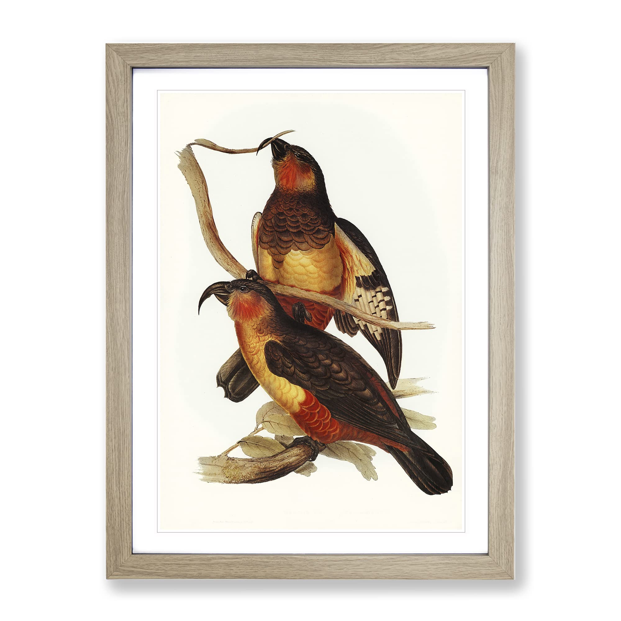 Philip Island Parrots By Elizabeth Gould Vintage Framed Wall Art Print, Ready to Hang Picture for Living Room Bedroom Home Office Décor, Oak A3 (34 x 46 cm)