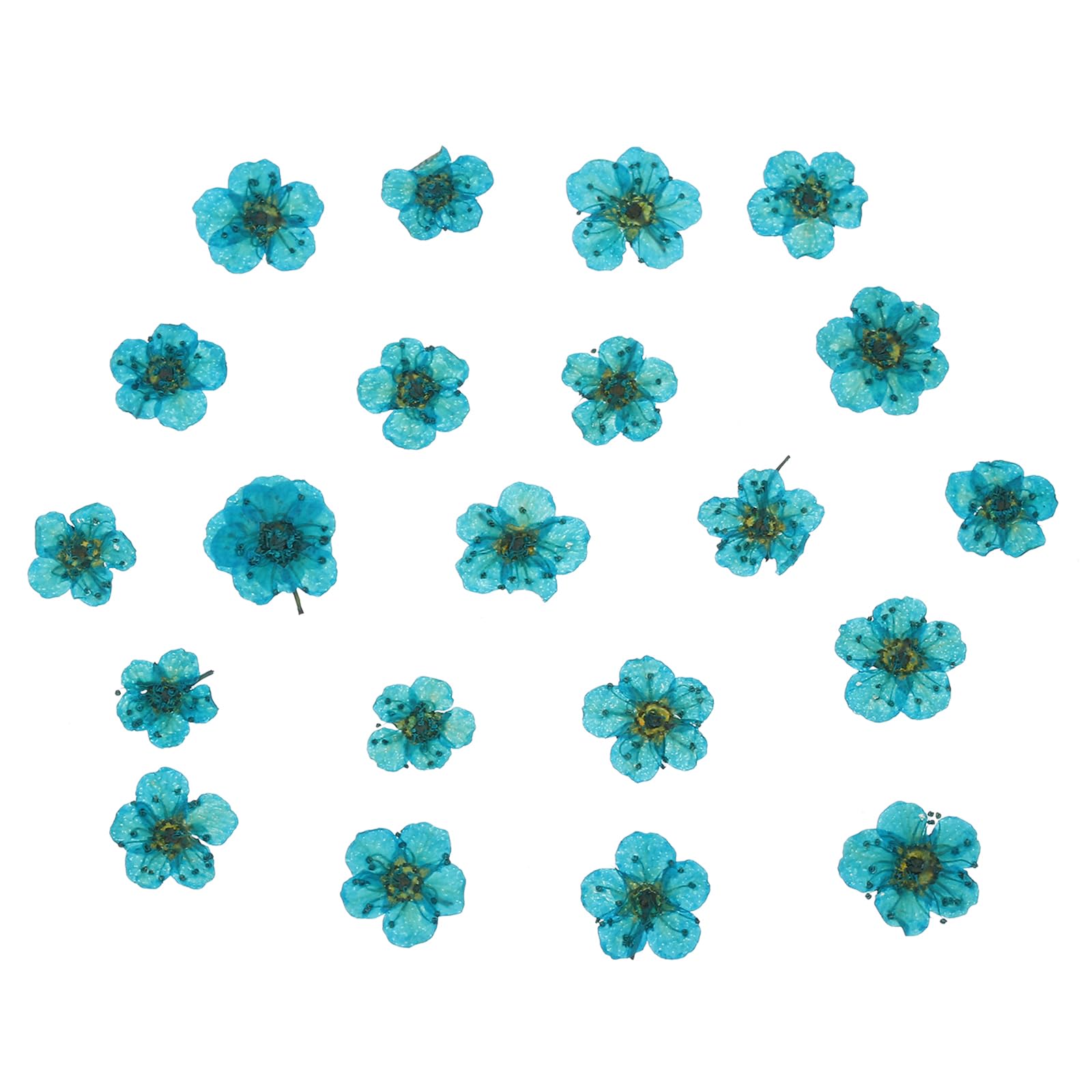 PATIKIL Dried Pressed Flower, 60 Pcs for Resin DIY Crafts Nail Art Cards Scrapbooking Jewelry Making Floral Decor Candle Decors, Sky Blue