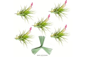 ARTAK Air Plant Holder for Vertical Garden 5 Pack Air Plants House Plants make Great Wall Decorations for Living Room Wall Planters for Hanging Plant and Tillandsia Living Wall Terrarium |No plants included