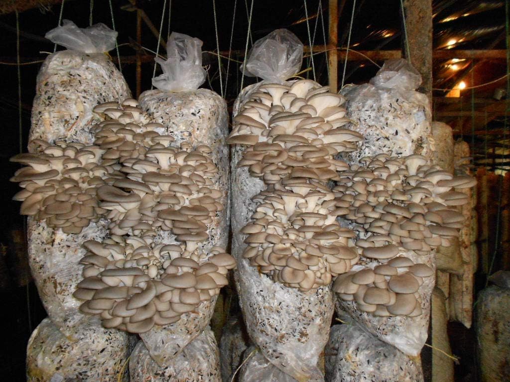 King Oyster (Pleurotus eryngii) 1 kg Mycelium on Fresh Organic Substrate with Support