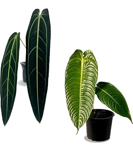 Amazon.com : Big Red Bird Anthurium - 4 Live Starter Plants in 2 Inch  Growers Pots - Anthurium - Elegant Low Maintenance Indoor Houseplant :  Patio, Lawn & Garden