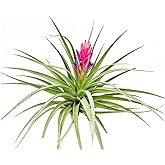 Air Plants - Flowering Tillandsia Stricta Large 5" - 1ct - Live Arrival Guaranteed - House Plants for Home Decor &amp; Gift