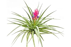 RAGNAROC Air Plants - Flowering Tillandsia Stricta Large 5" - 1ct - Live Arrival Guaranteed - House Plants for Home Decor & Gift