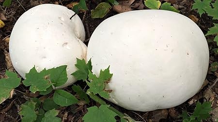 15 G Geant Puffball Vesse De Loup Geante Mycelium Champignon Spawn Graines Spores Amazon Fr Jardin