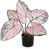 Briful 22'' Tall Fake Plants Artificial Caladium Plants in Black Pot Realistic Potted Faux Plant Indoor for Home Decor Wedding Farmhouse Centerpiece, Wide Pink-Black Leaf