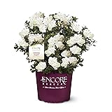 Encore Azalea Autumn Angel Azalea, 1 Gal