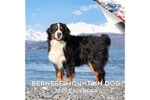 MEGACALENDARS 2024 2025 Bernese Mountain Dog Calendar - Dog Breed Monthly Wall Calendar - 12 x 24 Open - Thick No-Bleed Paper - Giftable - Academic Teacher's Planner Calendar Organizing & Planning - Made in USA