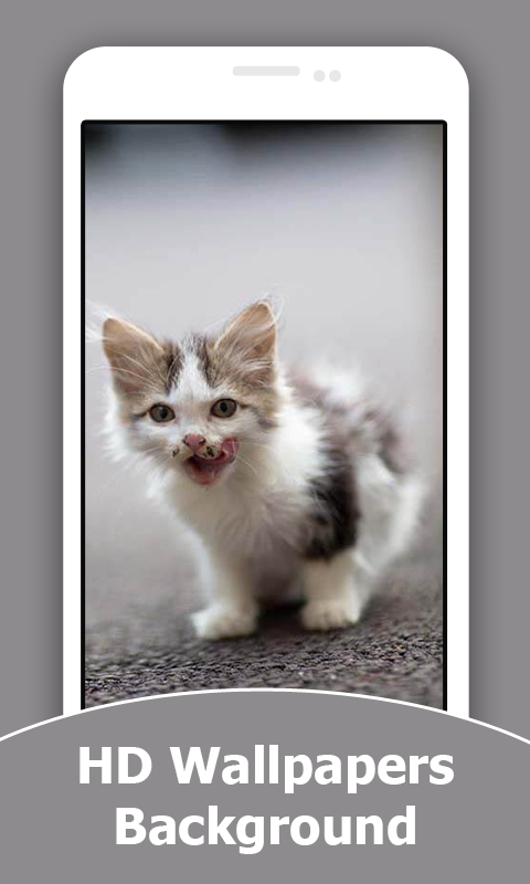 Cute Kitten HD Wallpapers And Background - Thumbnail 2