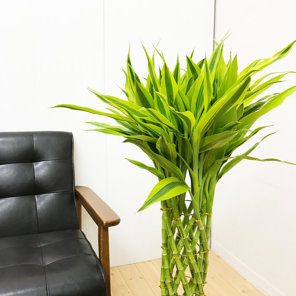 ミリオンバンブー ドラセナサンデリアーナ 観葉植物 ブラックセラアート鉢 インテリア 高価値 大型 B01h5sz3fq 幸運の竹 ラッキーバンブー