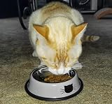 Ctop 2 Piece Non-Slip Stainless Cat Bowl Set 400 ml Gray Orange view 7