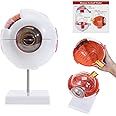 SKUMOD Eyeball Anatomical Model, Detachable Eyeball Model 7 Parts, Scientific Eyeball Model Include Corneal, Sclera, Choroid, Retina, Iris, Lens, Vitreous Body, Optic Nerve Etc with Colorful Manual