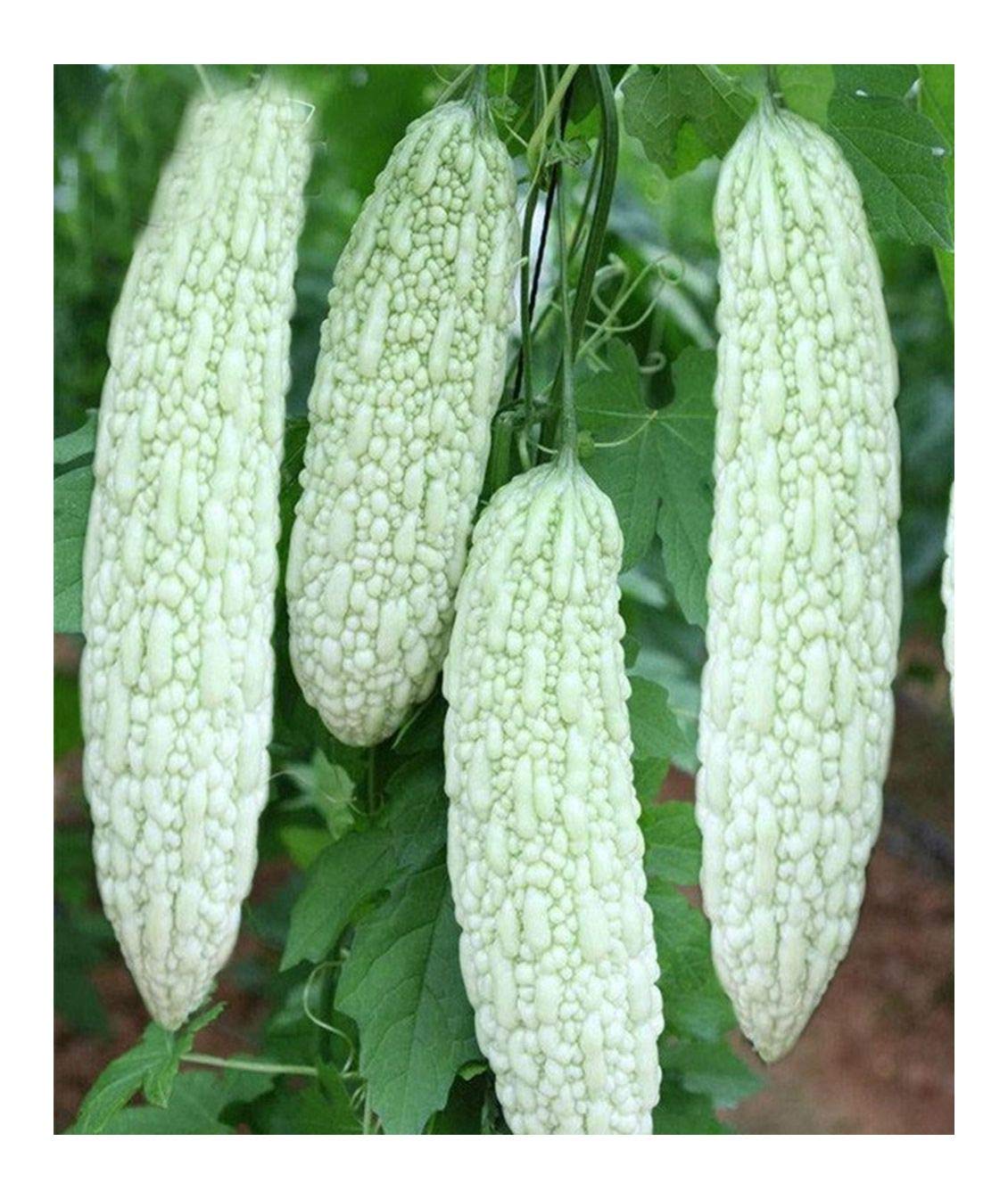 White Bitter Gourd Balsam Pear Bitter Melon Seeds Garden Vegetable Chinese Original Color Package 原装彩包白苦瓜种子 Buy Online In Aruba At Desertcart