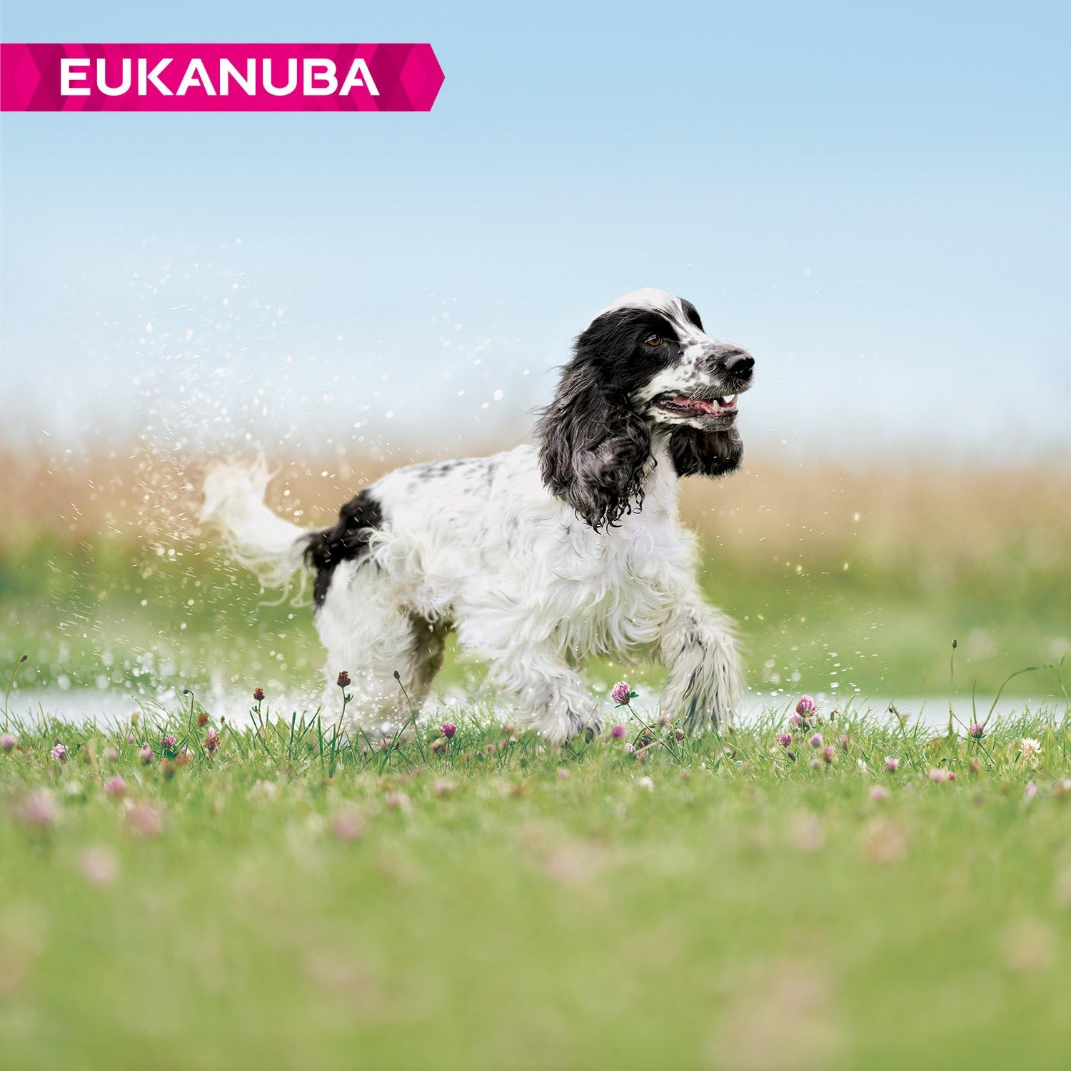 Eukanuba Complete Dry Dog Food for Mature Senior Medium Breeds with Fresh Chicken 3 kg, Mature & Senior Small & Medium Breeds - Image 4